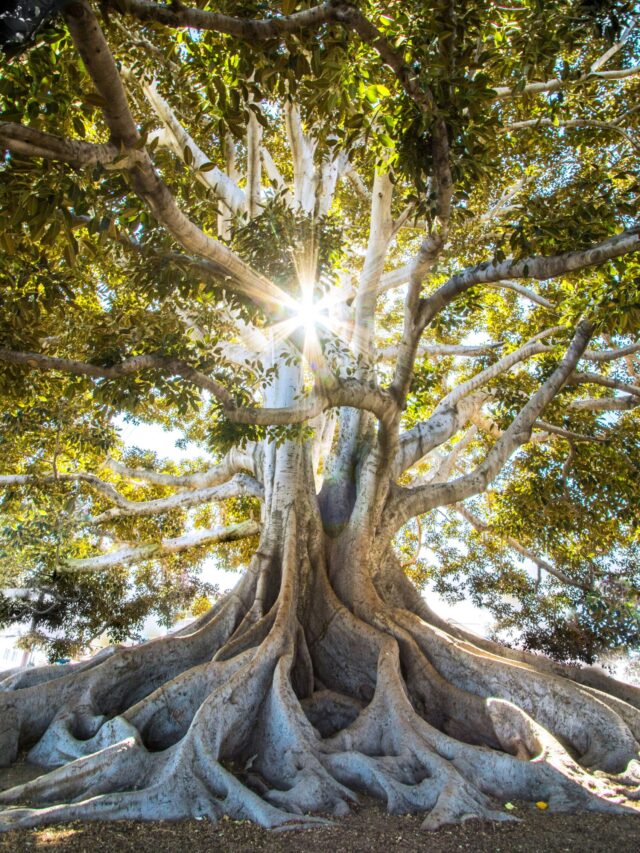 Trees
